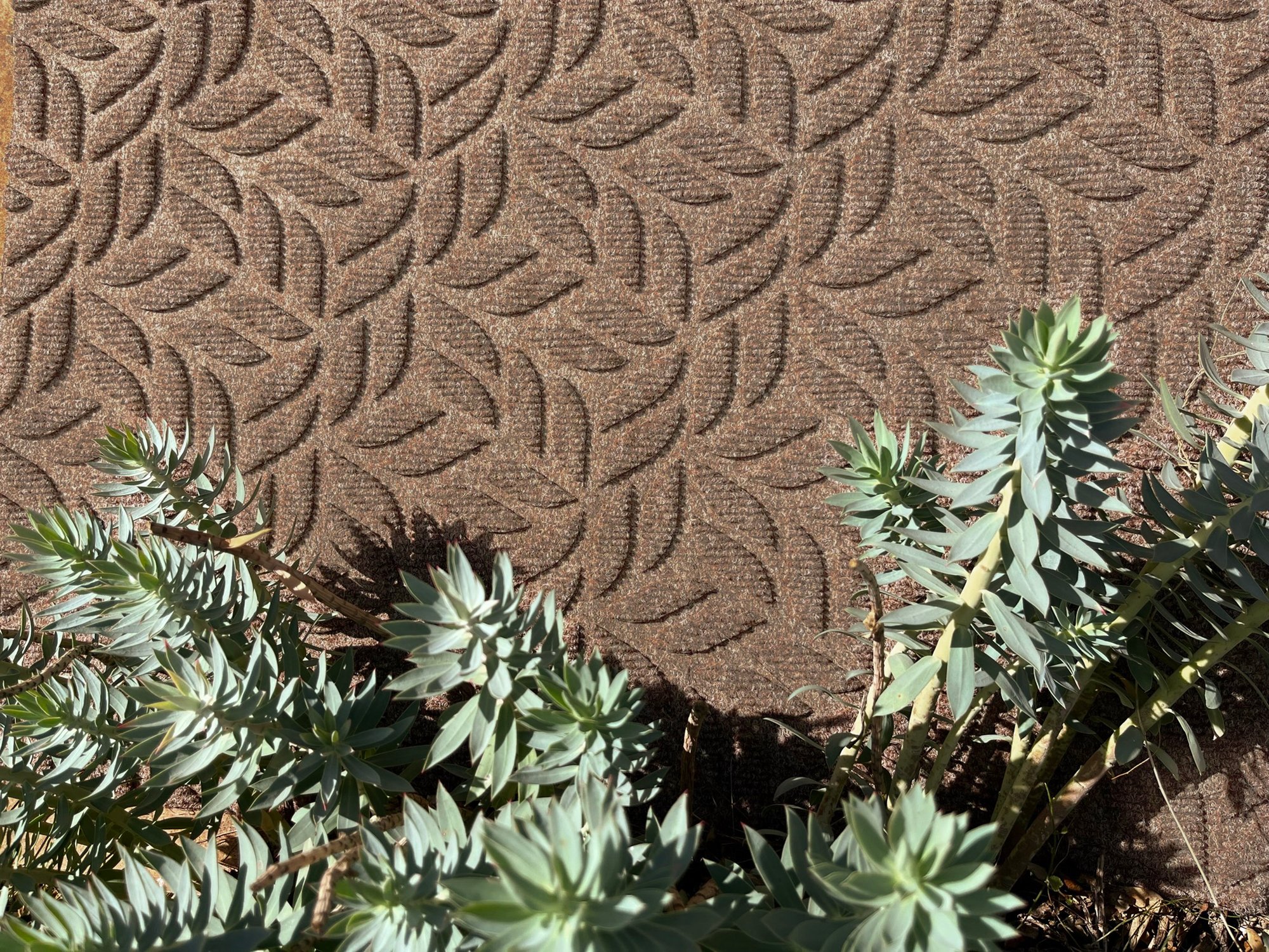 wash+dry Eingangsmatte DUNE Fussmatte Leaves Taupe 60x90 9010216062823